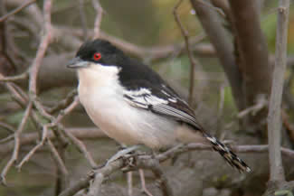 Grote mierklauwier - Taraba major